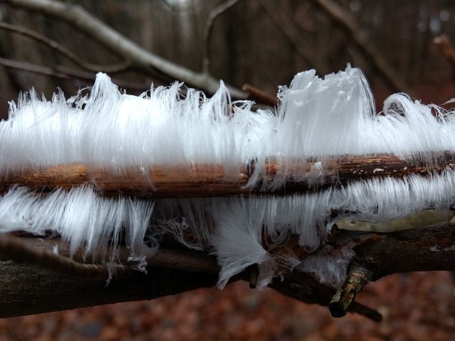 Hair ice mimicking snow white hair grows in wilderness