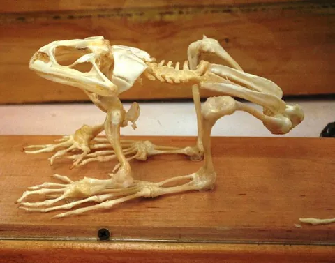 Antarctica Used to Be Home to... Frogs? thumbnail