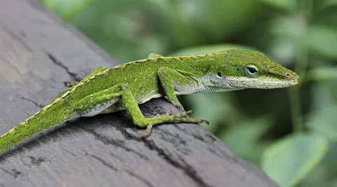 Lizards Adapt To Hurricanes! thumbnail