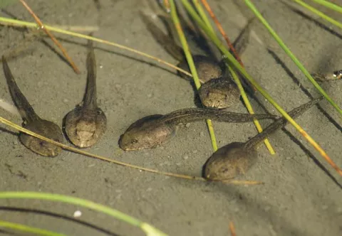 The Search For Tadpoles thumbnail