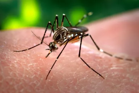 Fighting Disease With GM Mosquitoes! thumbnail