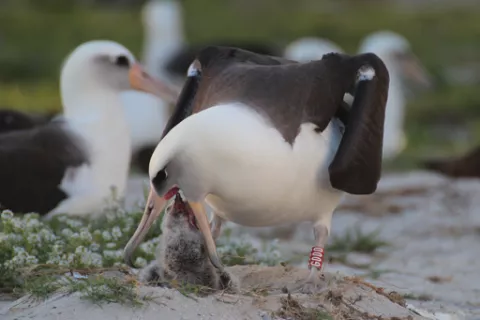 Wisdom, The Oldest Mother Albatross thumbnail