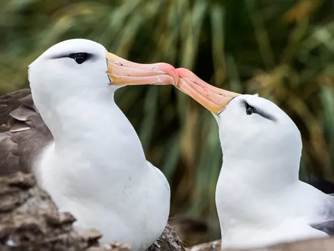 Why Are Albatross Couples Divorcing? thumbnail