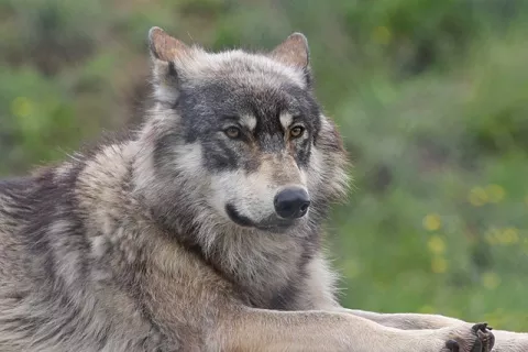 Good News! A Comeback For Gray Wolves thumbnail