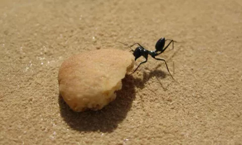 Those Amazing Desert Ants! thumbnail