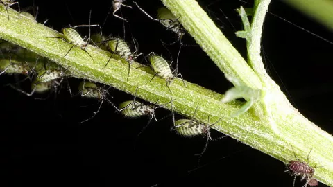 Using Bugs To Immunize Plants?  thumbnail