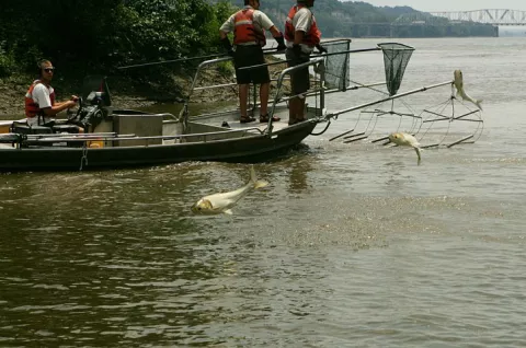 Keeping Out The Asian Carp  thumbnail