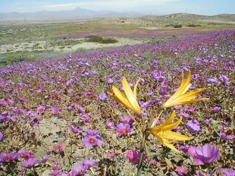 Rains Turn Desert Pink! thumbnail