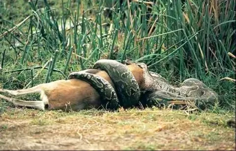 Capturing Florida's Burmese Pythons thumbnail