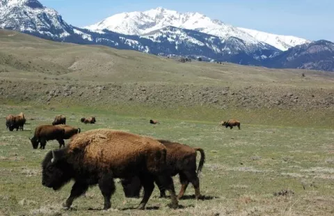 Bison Roam Again In Canada's Banff thumbnail