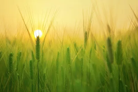 What Is Climate Friendly Farming? thumbnail