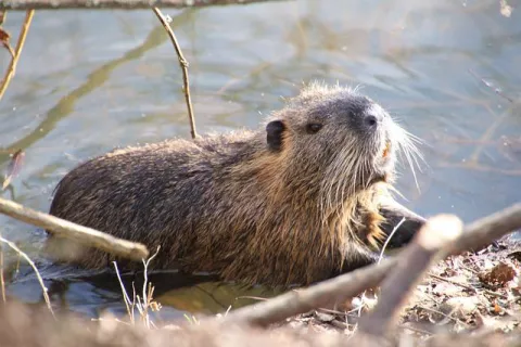 Beavers To The Rescue In California! thumbnail