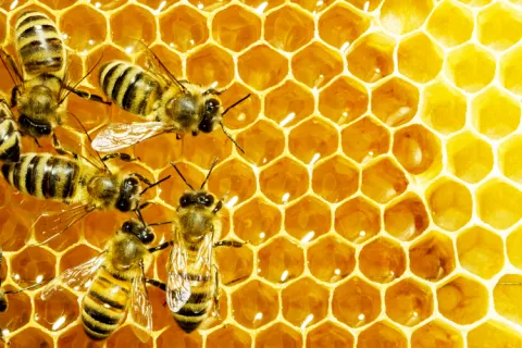 Honey Bee Crisis: Can Drones Help? thumbnail