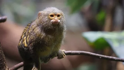 A New Study By The World Wildlife Fund thumbnail