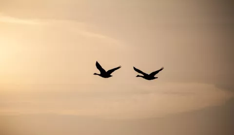 Where Have The Birds Gone? thumbnail