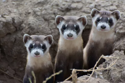 Saving The Black-Footed Ferret thumbnail
