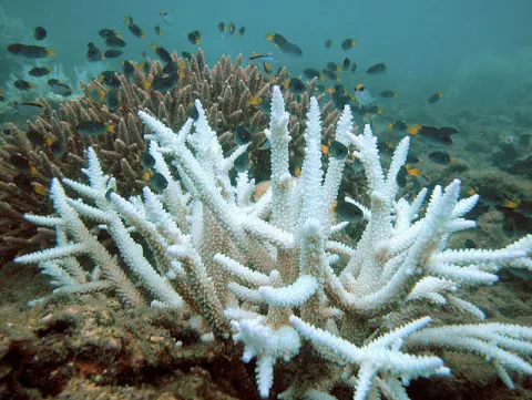 Scientists Engineer Heat-Tolerant Corals thumbnail