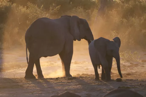 The Mystery Of The Dead Elephants thumbnail
