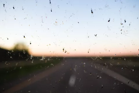 Where Have The Insects Gone? thumbnail