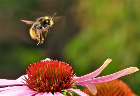 These Clever Bumblebees... thumbnail