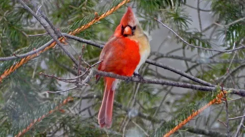 A Rare Bird Photographed thumbnail