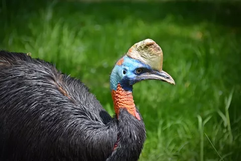 The World's Most Dangerous Bird thumbnail