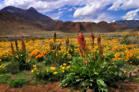 U.S Creates Two New National Monuments  thumbnail