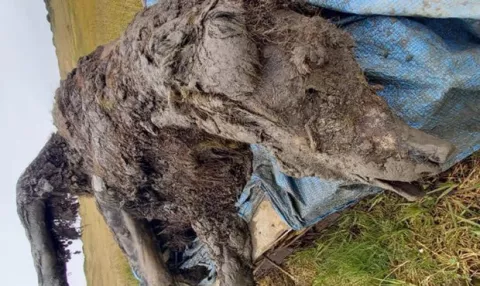 An Ice Age Cave Bear Discovered! thumbnail