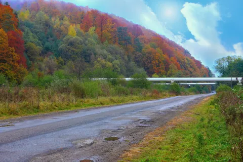Carbon Under Our Forests? thumbnail