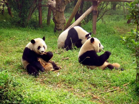 Why Pandas Love Horse Poop! thumbnail