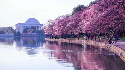 Cherry Blossoms Bloom Early! thumbnail