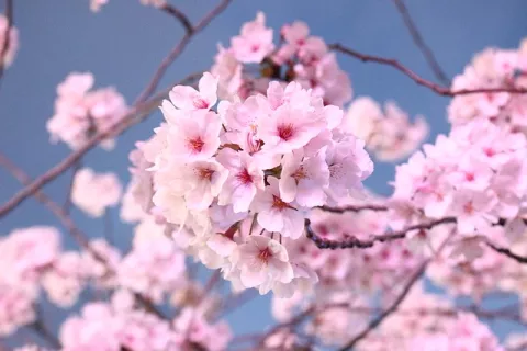 An Early Spring Bloom In Japan! thumbnail