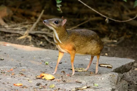A Tiny Mouse-Deer Brings Hope thumbnail