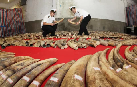 Good News For The Elephants! thumbnail