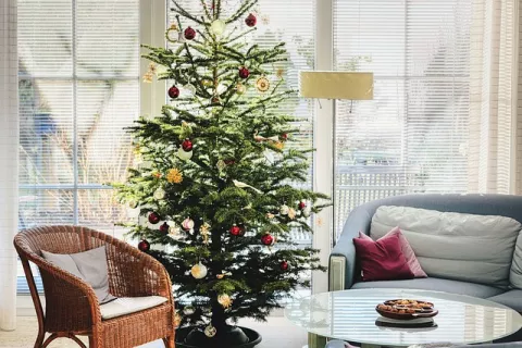 Christmas Tree: Real Or Plastic? thumbnail
