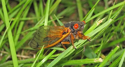 Billions of Cicadas To Emerge Soon! thumbnail