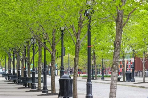 The Tree That Absorbs The Most Sound thumbnail