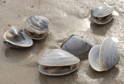 As Our Oceans Get Acidic... thumbnail