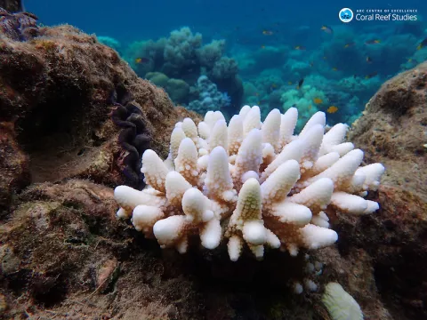 How Corals Protect Against Hurricanes thumbnail