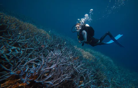 A Ray Of Hope In Coral Restoration thumbnail