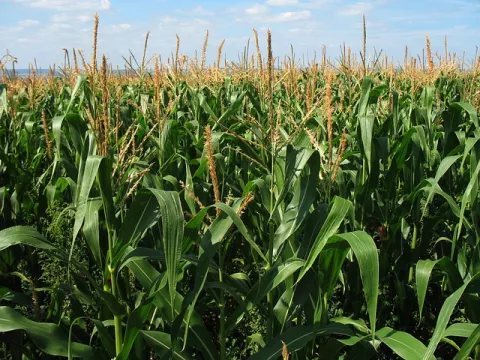 Corn Sweat: Why Does It Matter? thumbnail
