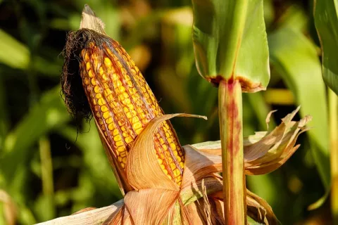 How Safe Are GMO? thumbnail