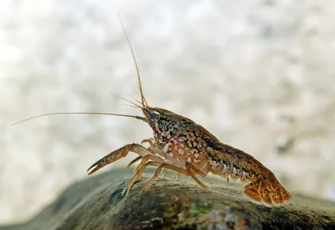The Invasion Of The Marbled Crayfish thumbnail