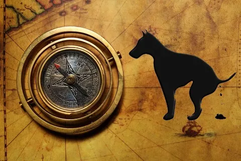Dogs Align With Earth's Magnetic Field! thumbnail