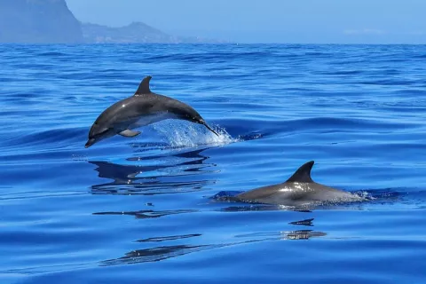 How Dolphins Help Fishermen thumbnail