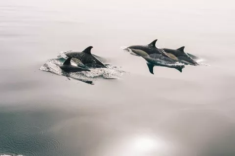 Our Oceans Are Getting Noisy thumbnail