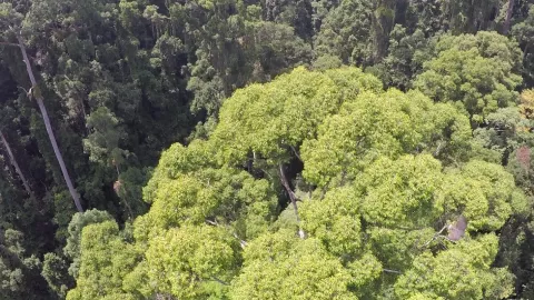 The Tallest Tree In The World thumbnail