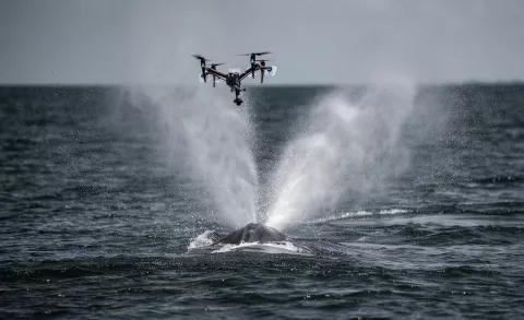 Drones Track Whales! thumbnail