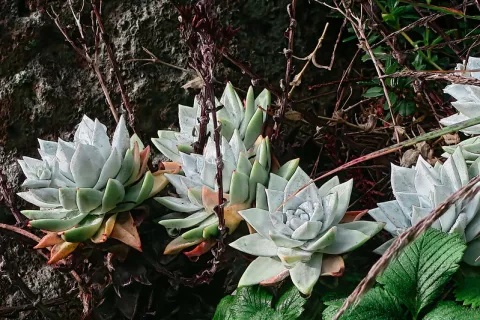 A Law To Save The Dudleya! thumbnail