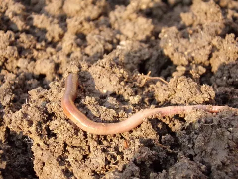 A Global Atlas Of Earthworms  thumbnail